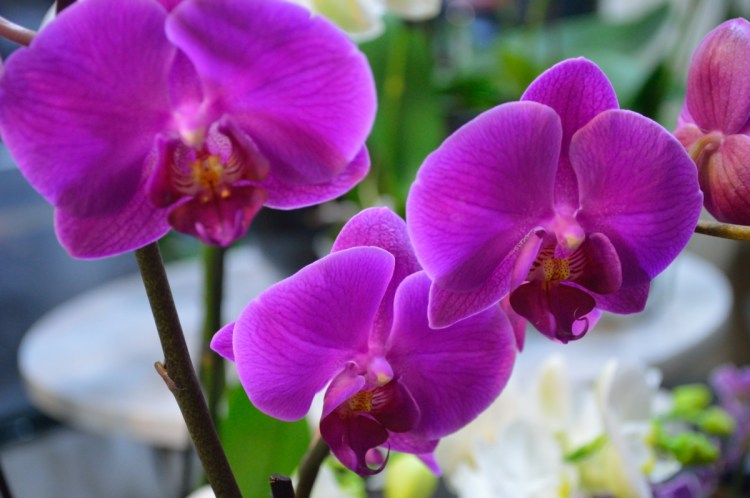 Orchidée de la Maison des Orchidées - Paris