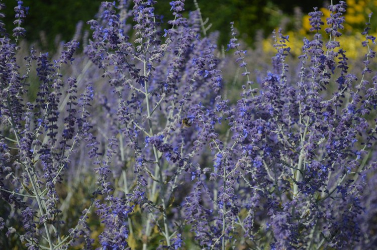 BeingMissflo-Look-de-festival-Aug17-creditsBMF (3)